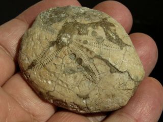 And Very Rare Echinoid Fossil.  Aupatagus.  Spain.  Nºhd11