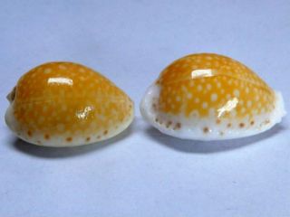 Seashell,  Cowry,  Cypraea Cernica,  Adult Plus Sub Adult