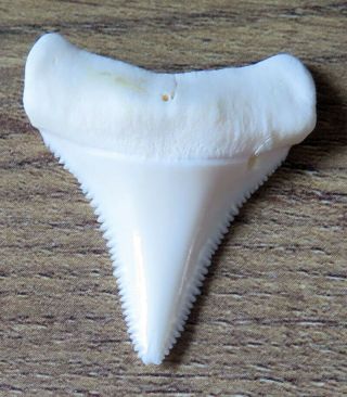 1.  404 " Lower Nature Modern Great White Shark Tooth (teeth)