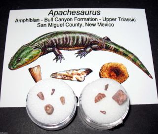 Triassic Apachesaurus Amphibian Tooth Jaw Claw Fossils Bull Canyon Dinosaur Beds