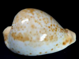 Seashell,  Cowry,  Cypraea Hesitata Beddomei
