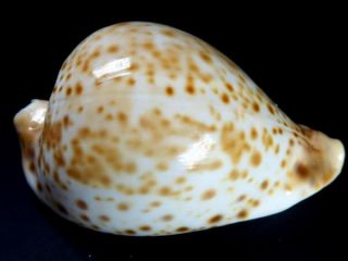 Seashell,  Cowry,  Cypraea Hesitata