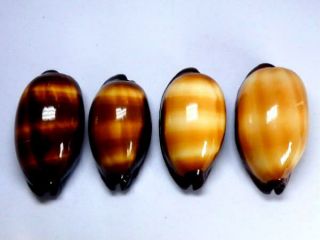 Seashell,  Cowry,  Cypraea Talpa,  Set Of 4