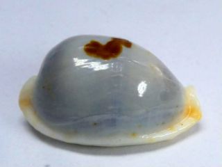 Seashell,  Cowry,  Cypraea Fluctuans