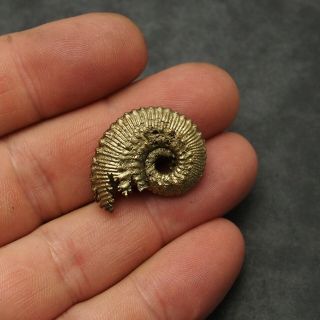 28mm Kosmoceras Ammonite Pyrite Fossils Ryazan Russia Fossilien Pendant 2