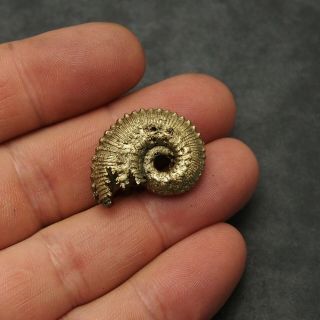 28mm Kosmoceras Ammonite Pyrite Fossils Ryazan Russia Fossilien Pendant 3