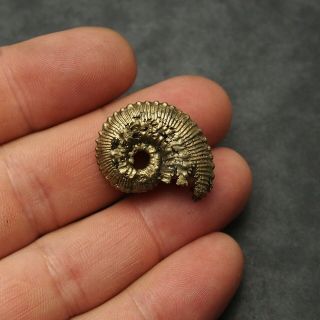 28mm Kosmoceras Ammonite Pyrite Fossils Ryazan Russia Fossilien Pendant 4