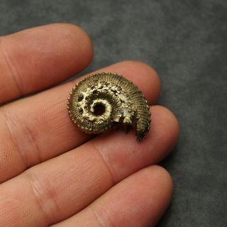 28mm Kosmoceras Ammonite Pyrite Fossils Ryazan Russia Fossilien Pendant 5