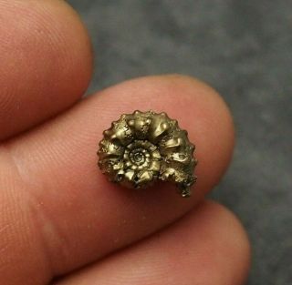 13mm Kosmoceras Ammonite Pyrite Fossils Ryazan Russia Fossilien Pendant