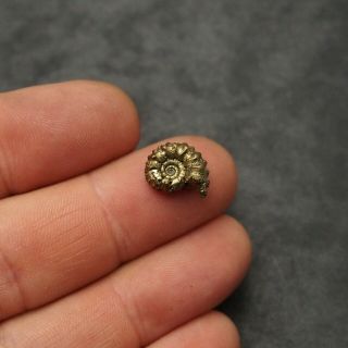13mm Kosmoceras Ammonite Pyrite Fossils Ryazan Russia Fossilien Pendant 2