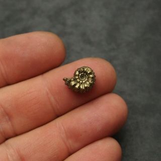 13mm Kosmoceras Ammonite Pyrite Fossils Ryazan Russia Fossilien Pendant 3