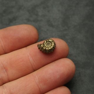 13mm Kosmoceras Ammonite Pyrite Fossils Ryazan Russia Fossilien Pendant 4