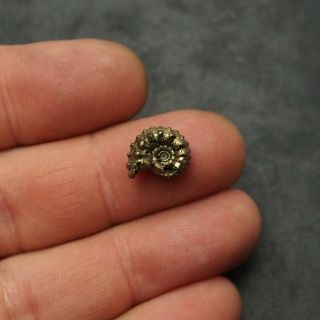 13mm Kosmoceras Ammonite Pyrite Fossils Ryazan Russia Fossilien Pendant 5