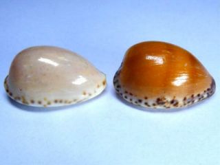 Seashell,  Cowry,  Cypraea Angustata,  Pair