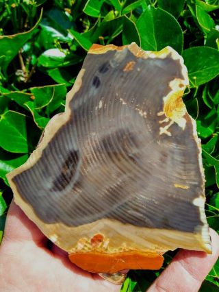 OUTSTANDING RARE CUT VALE OREGON PETRIFIED WOOD ROUND RING AGATE OPAL SLAB 4.  6OZ 4