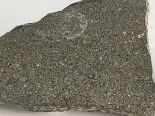 NWA 8737 Carbonaceous Chondrite CO 3.  0 Morocco 2.  43 gram slice 2