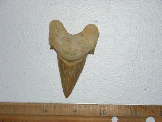 Shark Tooth Fossil Real Otodus Obliquus 50 Million Years Old 2.  5 Inch J97