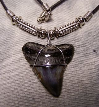 Megalodon Shark Tooth Necklace 1 7/16 " Fossil Teeth Fishing Scuba Dive Meg Tooth