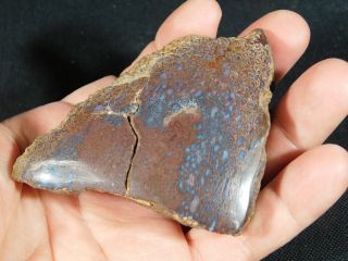 A Polished Dinosaur Gem Bone Fossil With Dark Cells From Utah 205gr e 4