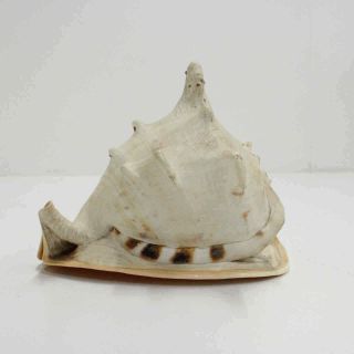 Large Horned Queen Helmet Conch Sea Shell 452
