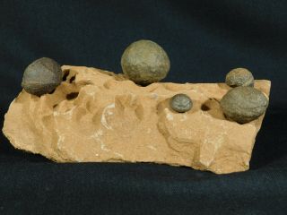 FIVE Moqui Marbles on a Big Natural Navajo Sandstone Formation Utah 1082gr e 4