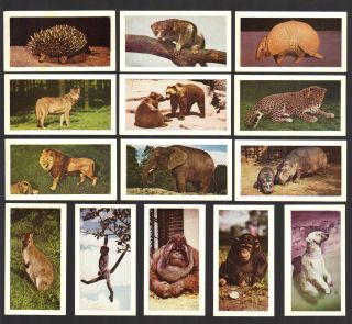 Cigarette/trade/cards.  Hornimans Tea.  Wild Animals.  (1958).  (complete Set Of 48).  Ex.