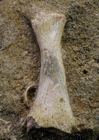 20499 - Finest Grade Unidentified Mosasaur Phalanx Paddle Bone In Matrix