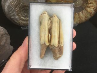 Horse Tooth (north Sea) 05 - North Sea,  Ice Age Mammal Fossil