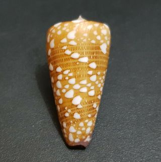 005 - Seashell Conus Nobilis Victor 38.  6 Mm.  Gem