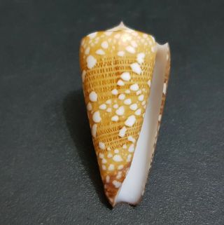 005 - Seashell Conus Nobilis Victor 38.  6 mm.  GEM 2