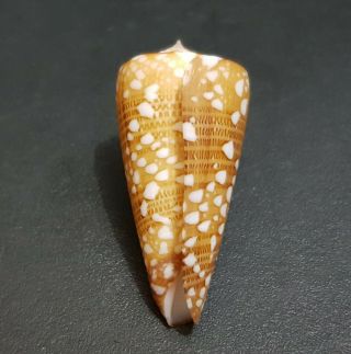 005 - Seashell Conus Nobilis Victor 38.  6 mm.  GEM 3