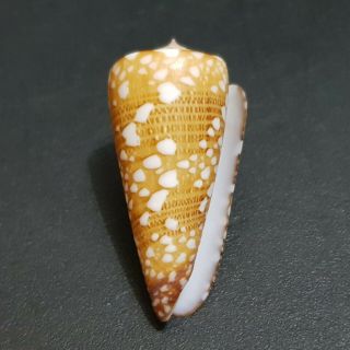 005 - Seashell Conus Nobilis Victor 38.  6 mm.  GEM 4