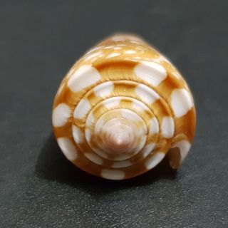 005 - Seashell Conus Nobilis Victor 38.  6 mm.  GEM 5