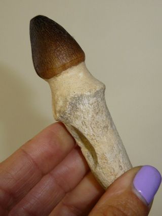 Dino: XL Mosasaur Tooth,  N.  Africa - 42 g - Authentic Specimen 4