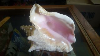 Med.  Pink Queen Conch Shell (6 - 7 ") No Harvest Hole Or Slit,  Gc,  (006