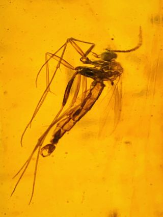 C450 - Prefect Diptera In Fossil Burmite Insect Amber Cretaceous Dinosaur Period
