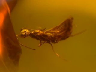 Strange Head Wasp Hornet Burmite Myanmar Burma Amber Insect Fossil Dinosaur Age