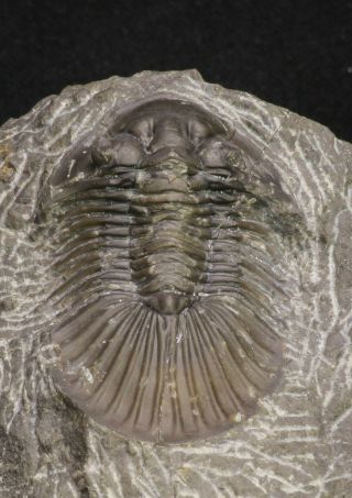 20060 - Top Quality 1.  74 Inch Platyscutellum Sp Lower Devonian Trilobite