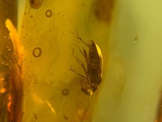 Unknown Beetle Burmite Myanmar Burmese Amber Insect Fossil Dinosaur Age