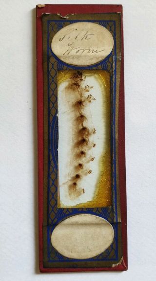 Fine Antique Whole Insect Microscope Slide " Silk Worm " By C.  M.  Topping