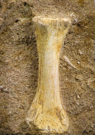 07784 - Finest Grade Unidentified Mosasaur Phalanx Paddle Bone In Matrix