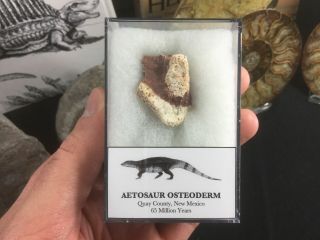 Aetosaur Osteoderm (scute) 03 - Bull Canyon Fm,  Triassic Reptile Fossil