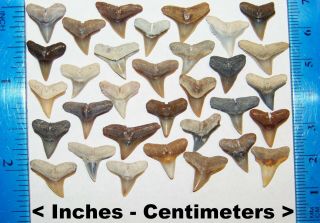 33 Jewelry Quality Miocene Epoch Florida Fossilized Bull Shark Teeth Tooth