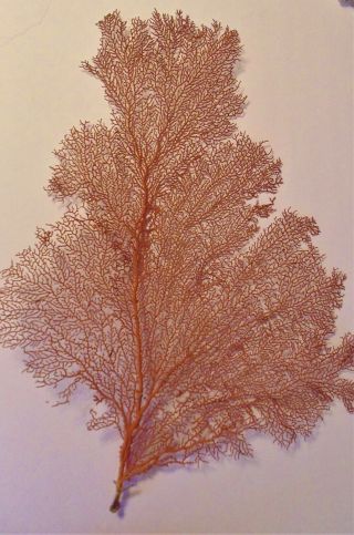 Real Natural Red Sea Fan 26 " Coral Reef,  Beach Decor,  Crafts 58b