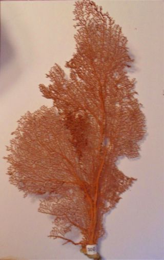 Real Natural Red Sea Fan 28 " Coral Reef,  Beach Decore,  Crafts 30g