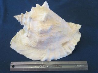Large Vintage Queen Conch Pink Shell Seashell 11 " Nautical Or Beach Decore
