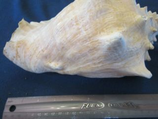 Large Vintage Queen Conch Pink Shell Seashell 11 