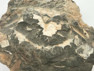 Crab Fossil 4