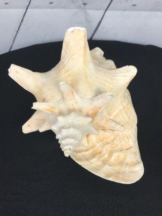 Queen Conch Sea Shell 9 
