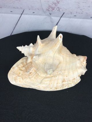 Queen Conch Sea Shell 9 
